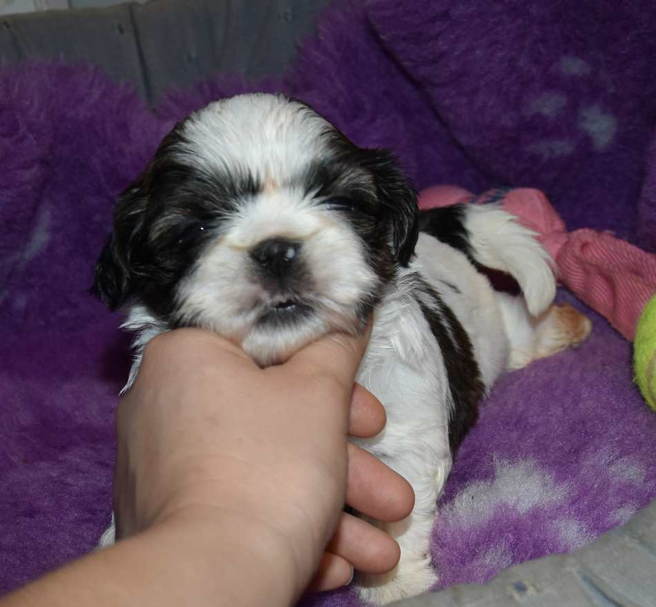 de la maison du ryez - Chiots disponibles - Shih Tzu
