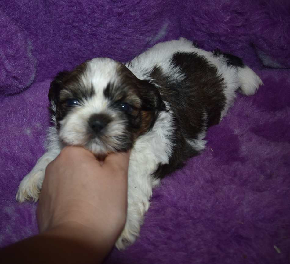 de la maison du ryez - Chiots disponibles - Shih Tzu