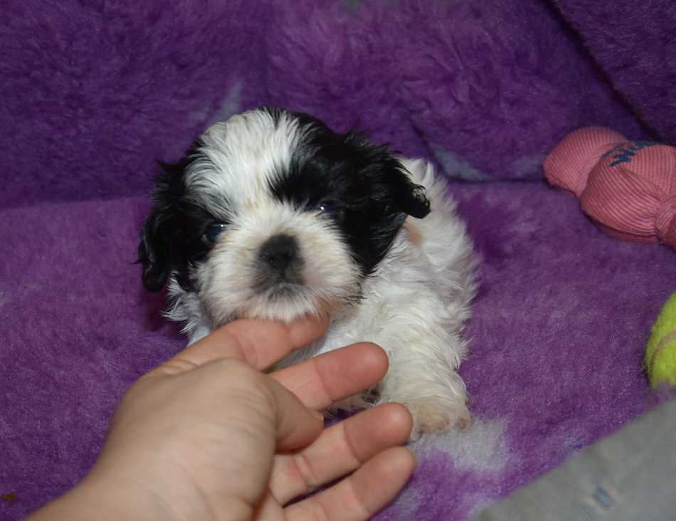 de la maison du ryez - Chiots disponibles - Shih Tzu