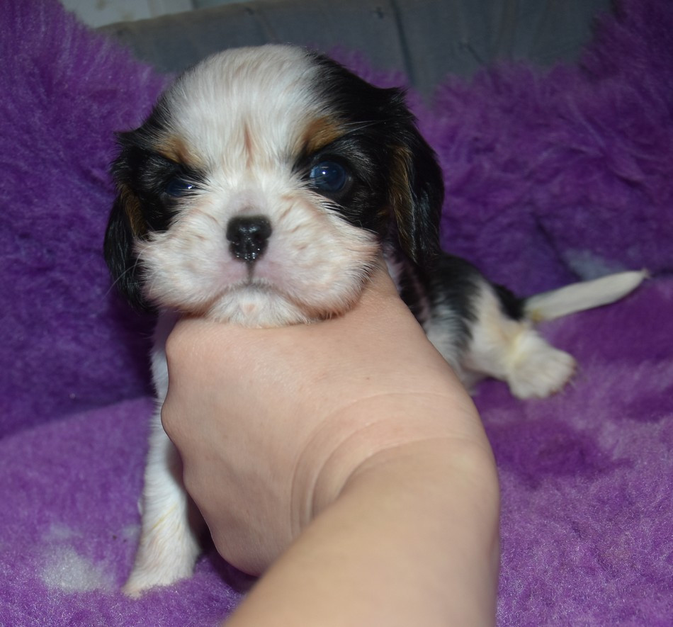de la maison du ryez - Chiots disponibles - Cavalier King Charles Spaniel