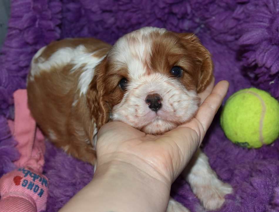 de la maison du ryez - Chiots disponibles - Cavalier King Charles Spaniel