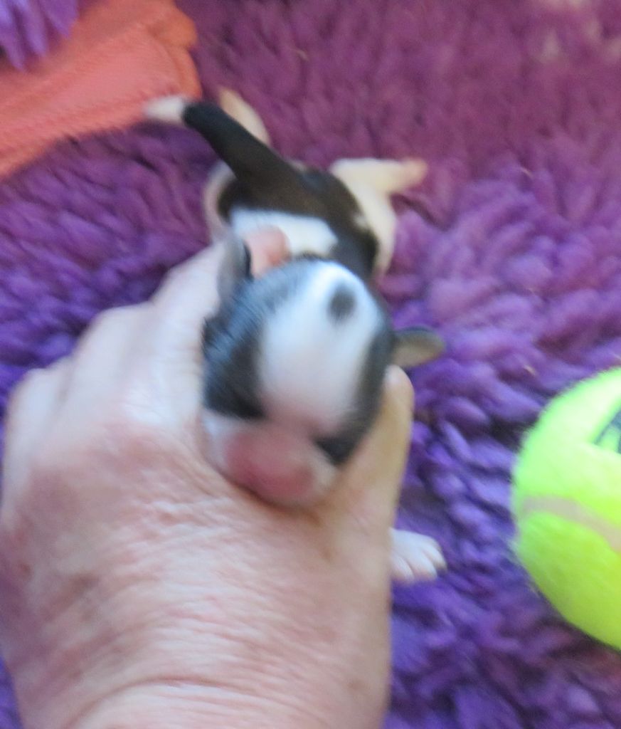 de la maison du ryez - Chiots disponibles - Shih Tzu