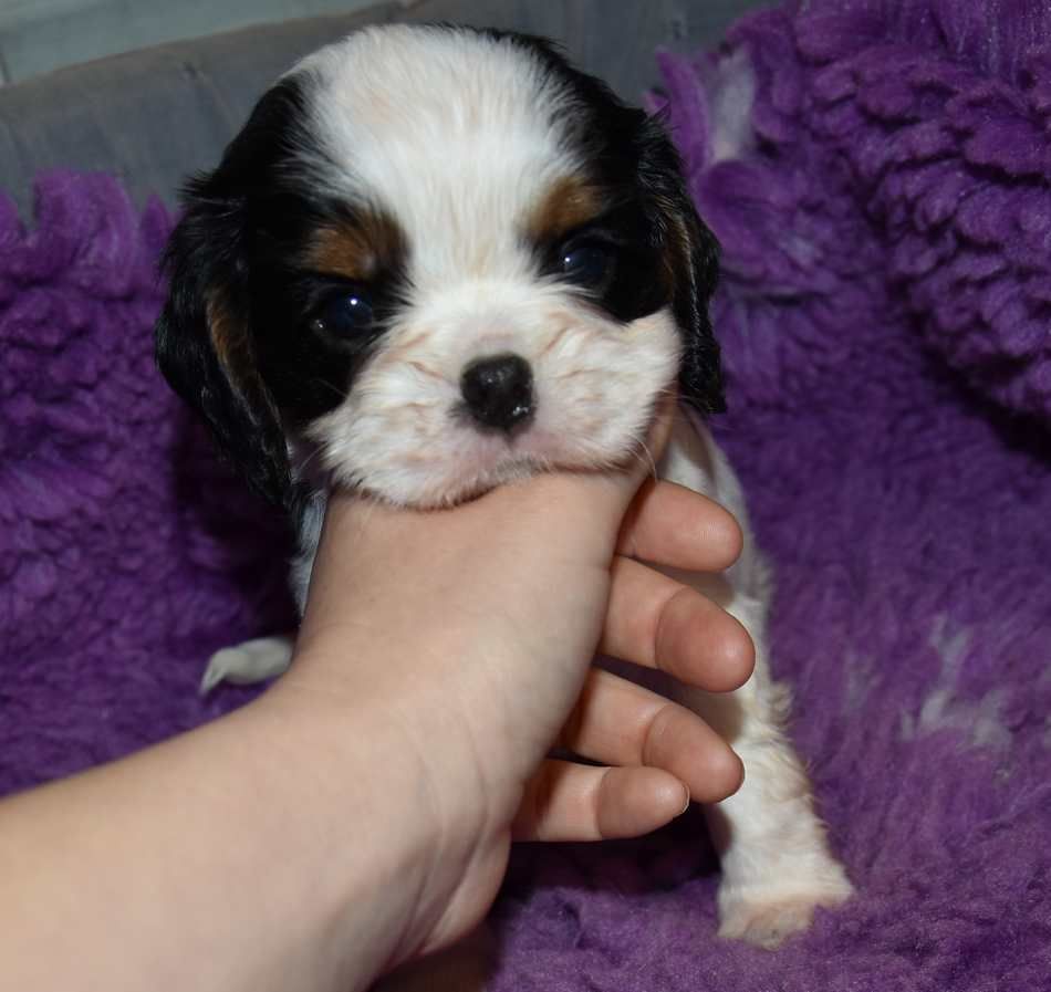 de la maison du ryez - Chiots disponibles - Cavalier King Charles Spaniel
