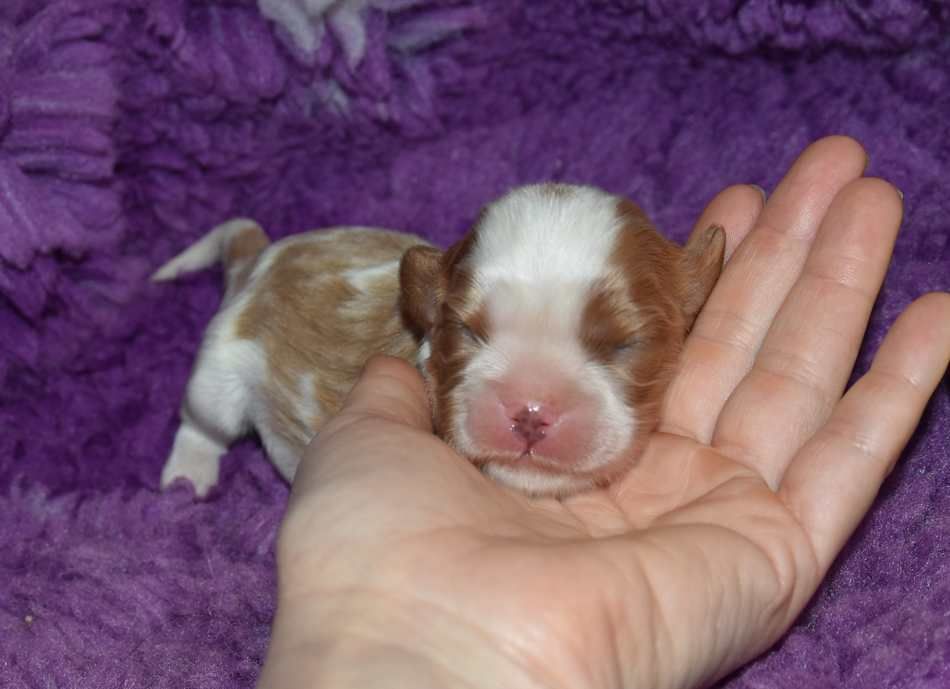 de la maison du ryez - Chiots disponibles - Cavalier King Charles Spaniel