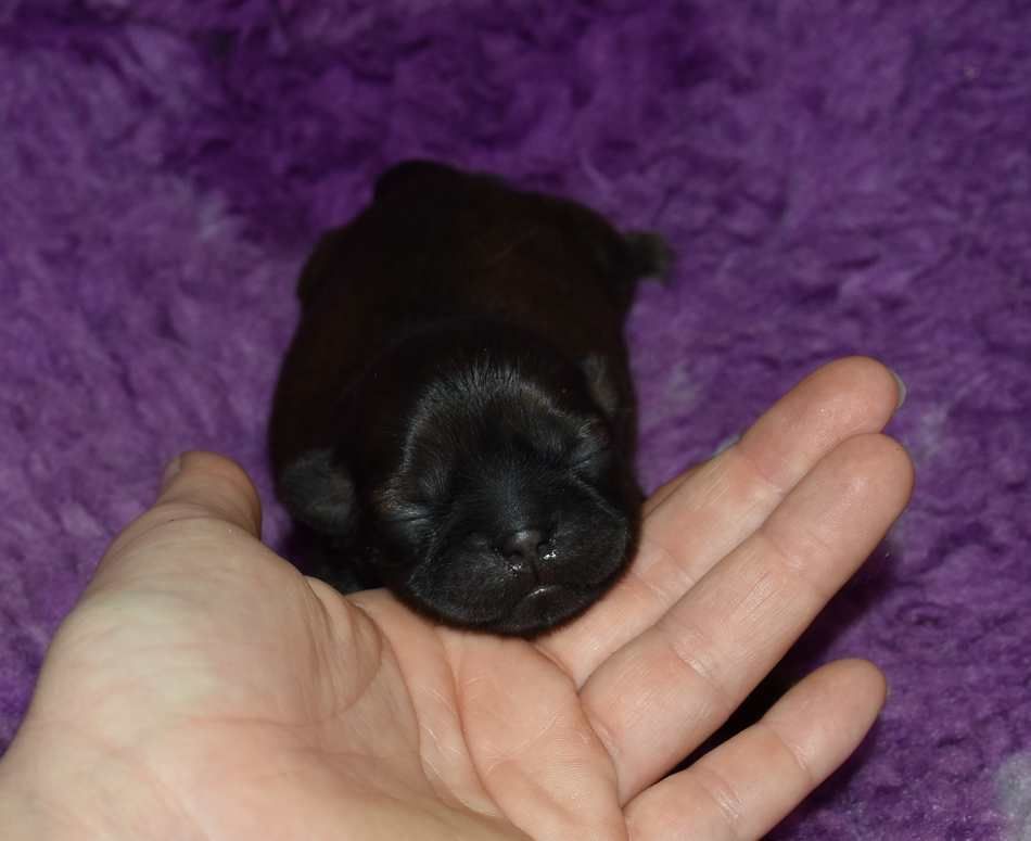 de la maison du ryez - Chiots disponibles - Shih Tzu