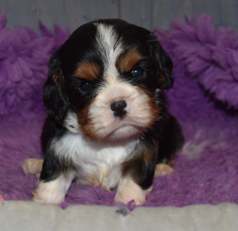 de la maison du ryez - Chiots disponibles - Cavalier King Charles Spaniel