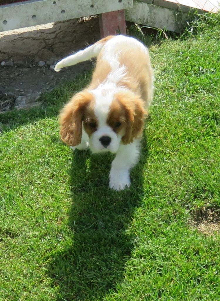 de la maison du ryez - Chiots disponibles - Cavalier King Charles Spaniel