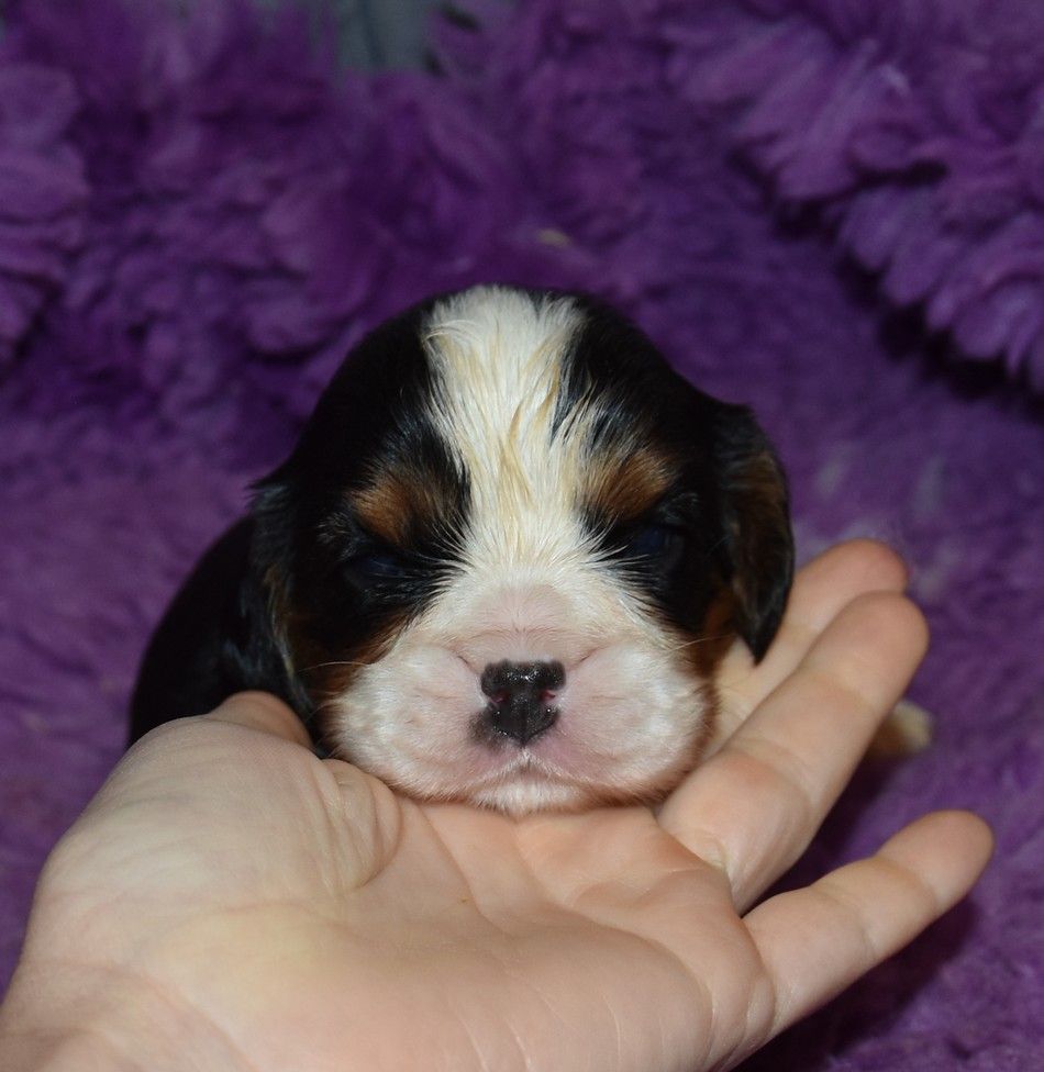 de la maison du ryez - Chiots disponibles - Cavalier King Charles Spaniel