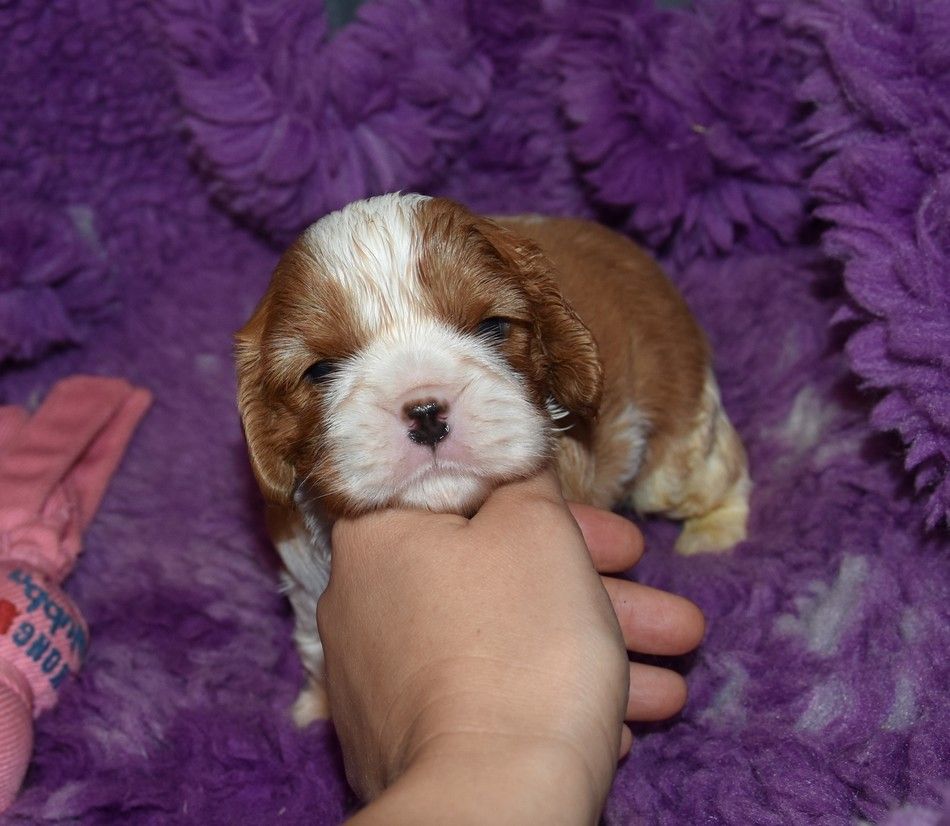 de la maison du ryez - Chiots disponibles - Cavalier King Charles Spaniel