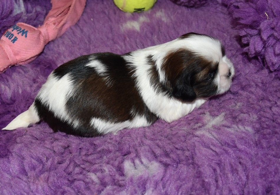 de la maison du ryez - Chiots disponibles - Shih Tzu