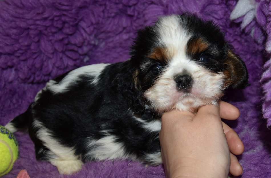 de la maison du ryez - Chiots disponibles - Cavalier King Charles Spaniel
