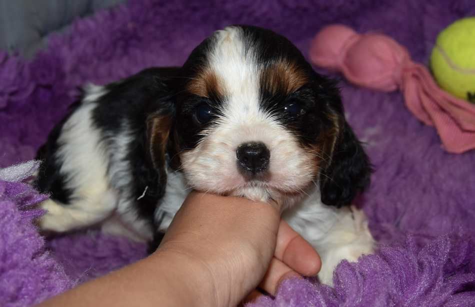 de la maison du ryez - Chiots disponibles - Cavalier King Charles Spaniel