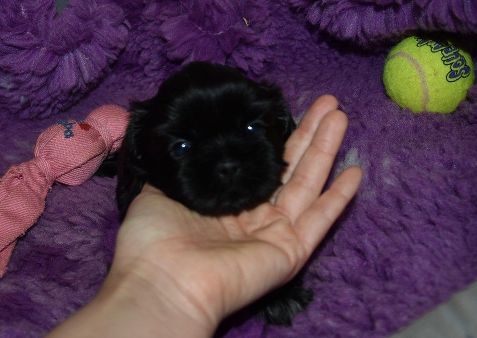 de la maison du ryez - Chiots disponibles - Shih Tzu