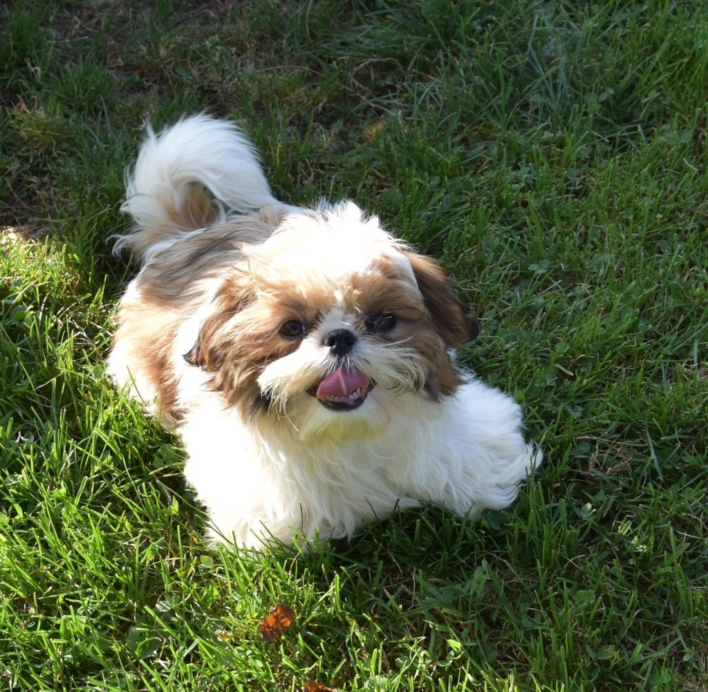 de la maison du ryez - Chiots disponibles - Shih Tzu