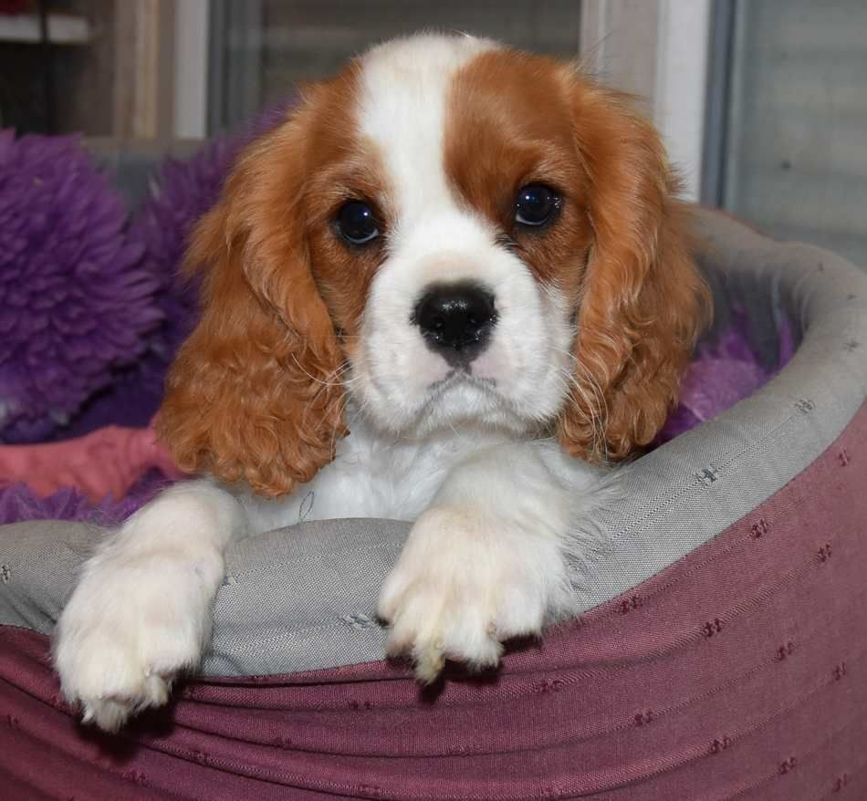 de la maison du ryez - Chiots disponibles - Cavalier King Charles Spaniel