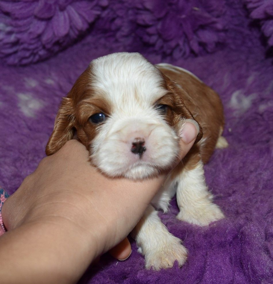 de la maison du ryez - Chiots disponibles - Cavalier King Charles Spaniel