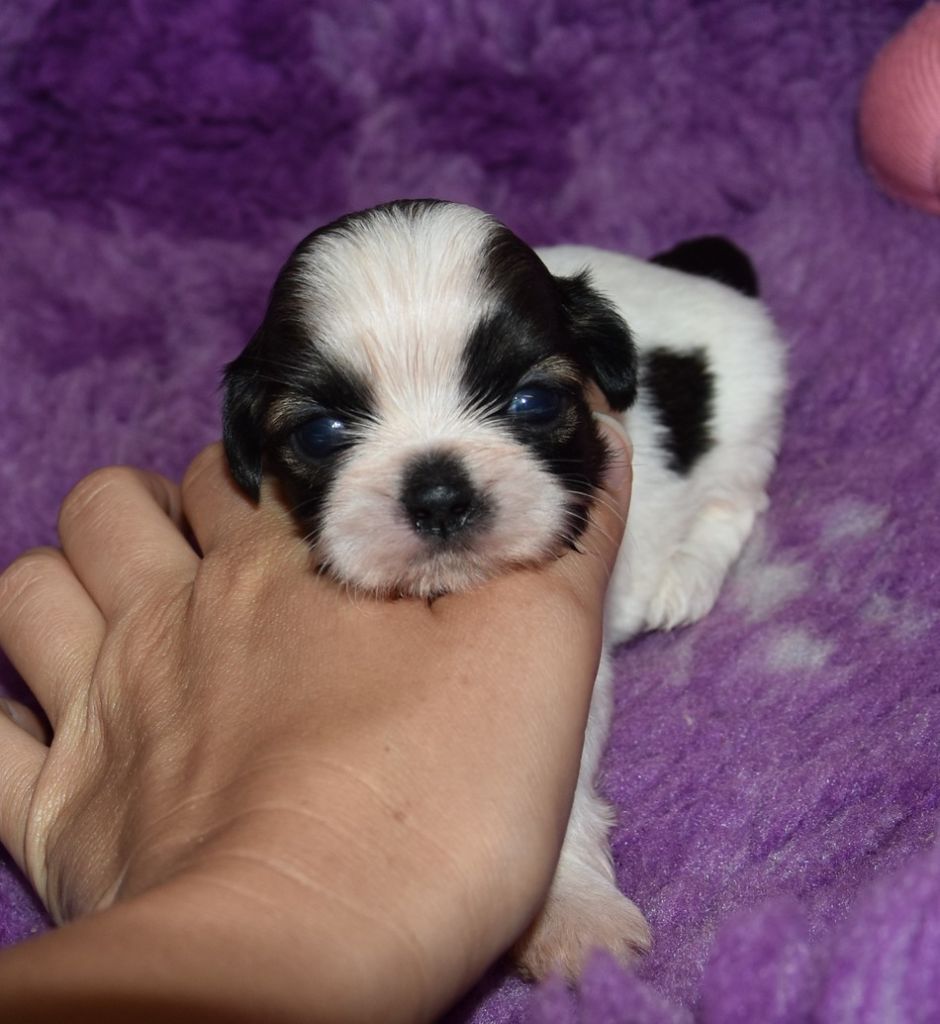 de la maison du ryez - Chiots disponibles - Shih Tzu