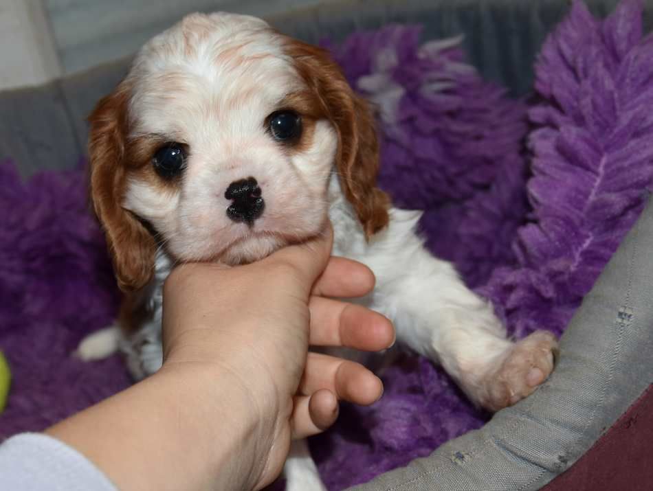 de la maison du ryez - Chiots disponibles - Cavalier King Charles Spaniel