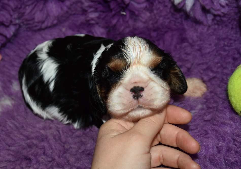 de la maison du ryez - Chiots disponibles - Cavalier King Charles Spaniel
