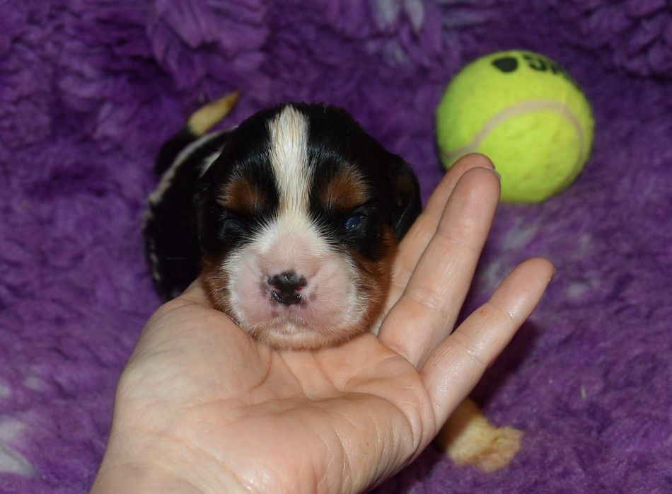 de la maison du ryez - Chiots disponibles - Cavalier King Charles Spaniel
