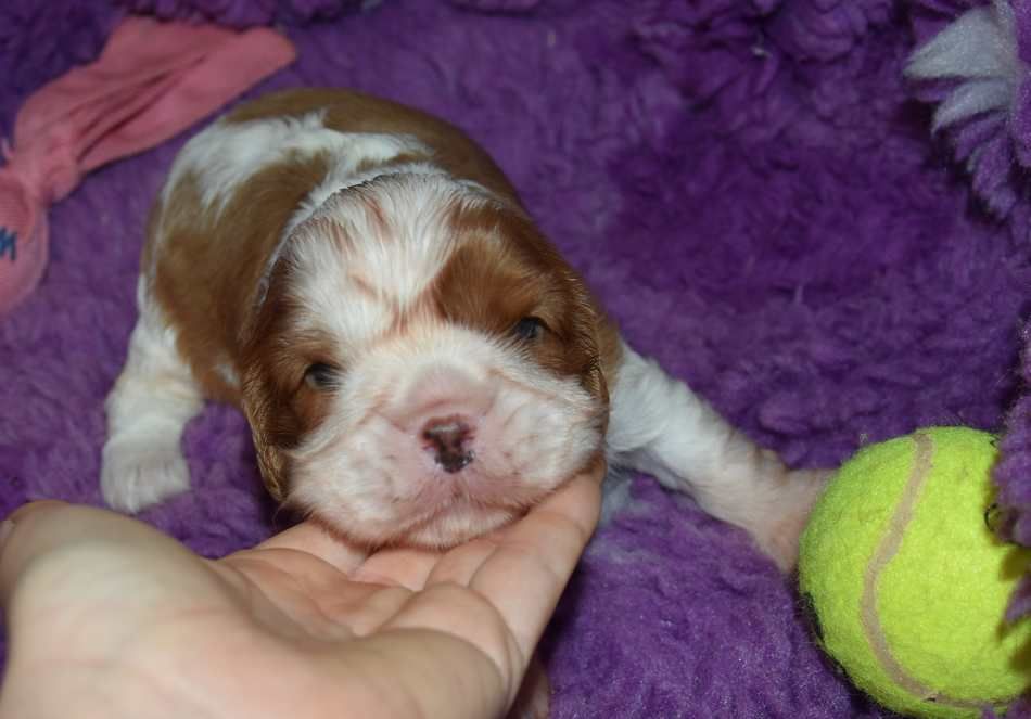 de la maison du ryez - Chiots disponibles - Cavalier King Charles Spaniel