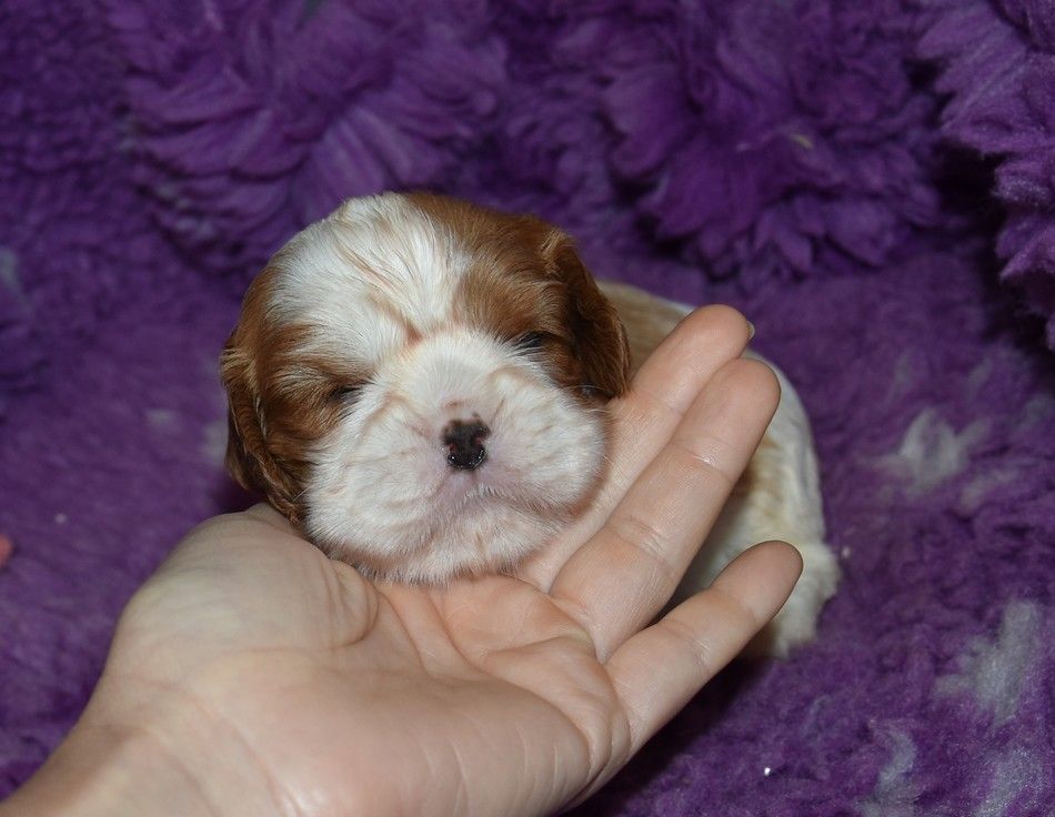 de la maison du ryez - Chiots disponibles - Cavalier King Charles Spaniel