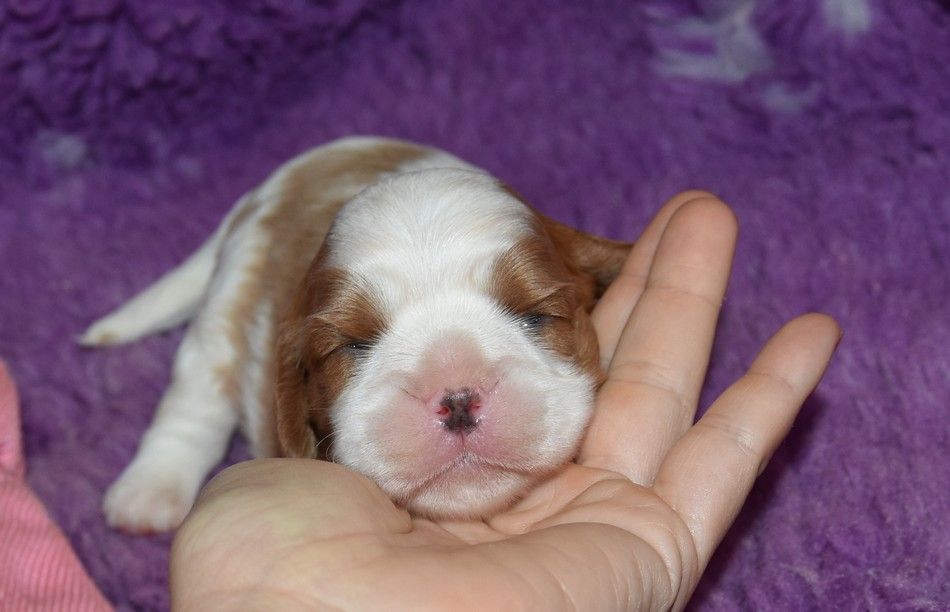 de la maison du ryez - Chiots disponibles - Cavalier King Charles Spaniel