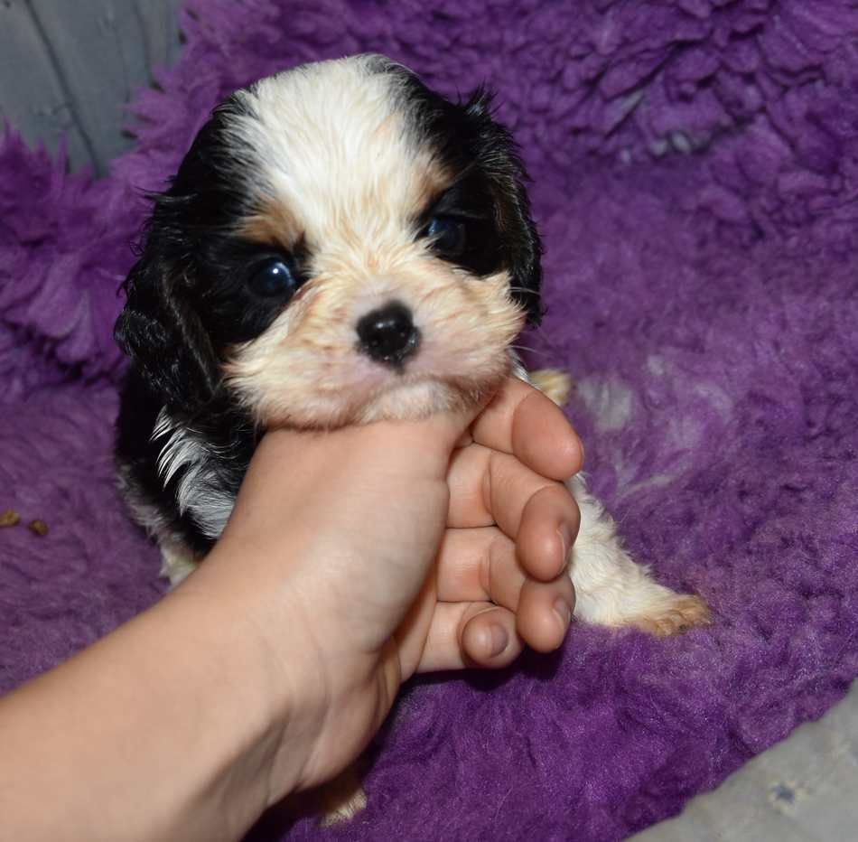 de la maison du ryez - Chiots disponibles - Cavalier King Charles Spaniel