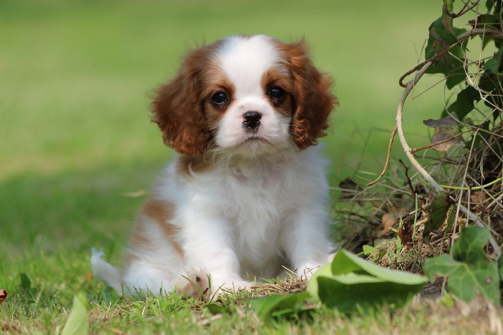 Chiot Cavalier King Charles Spaniel de la maison du ryez