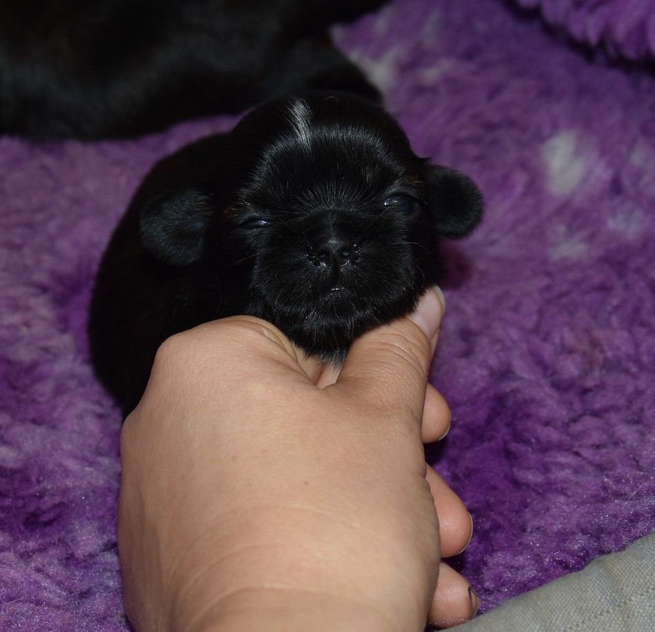 de la maison du ryez - Chiots disponibles - Shih Tzu
