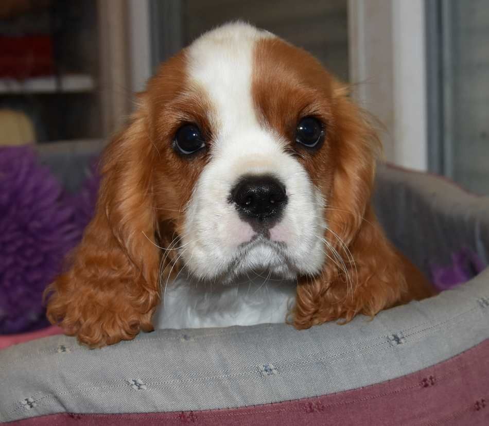de la maison du ryez - Chiots disponibles - Cavalier King Charles Spaniel