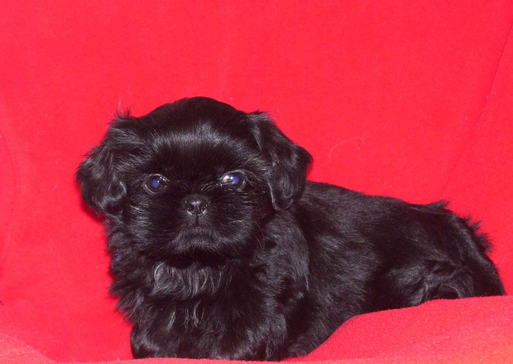 de la maison du ryez - Chiots disponibles - Shih Tzu