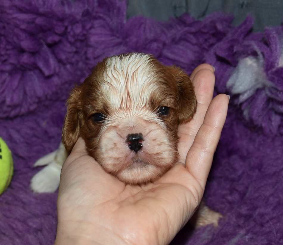 de la maison du ryez - Chiots disponibles - Cavalier King Charles Spaniel