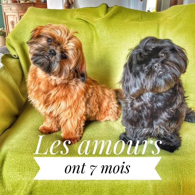 Chiot Shih Tzu de la maison du ryez