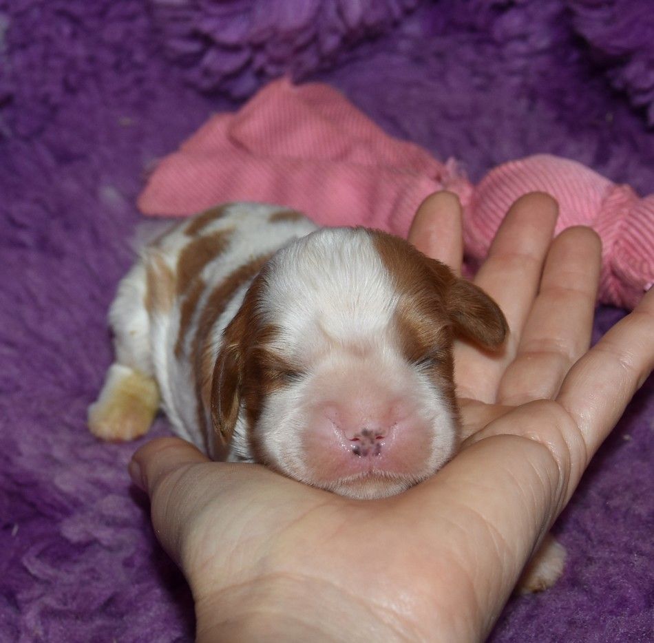 de la maison du ryez - Chiots disponibles - Cavalier King Charles Spaniel