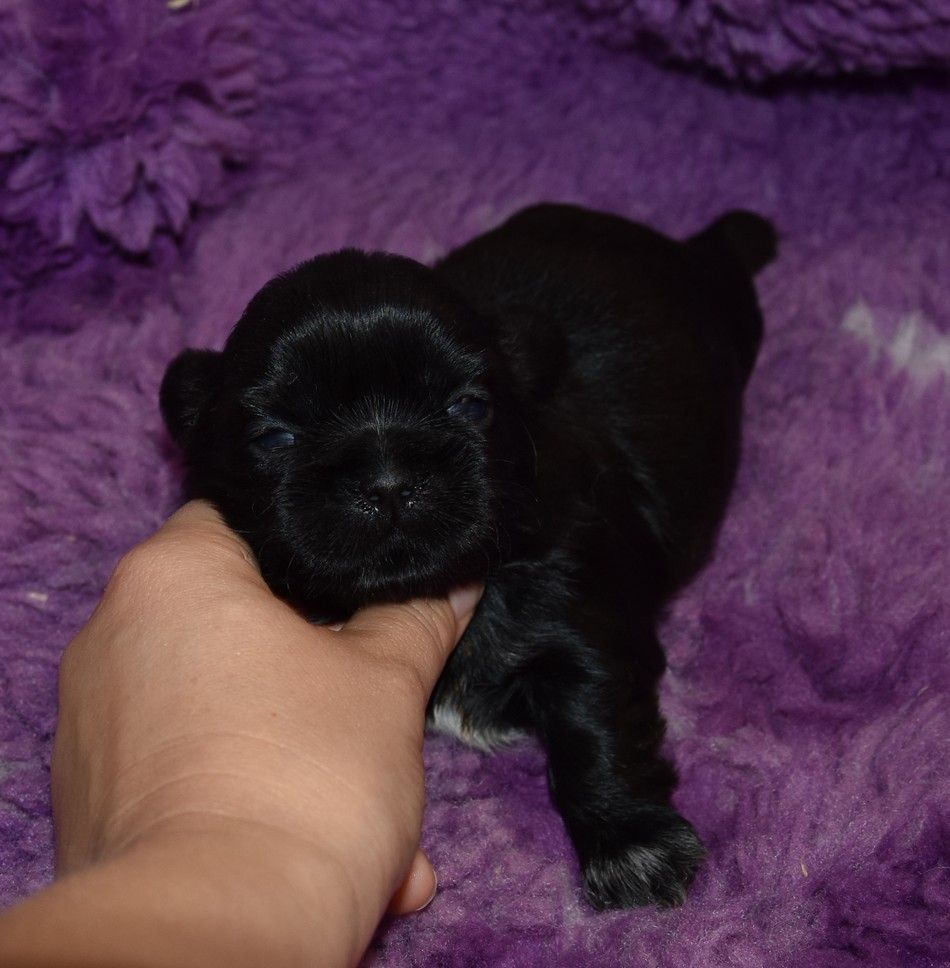 de la maison du ryez - Chiots disponibles - Shih Tzu