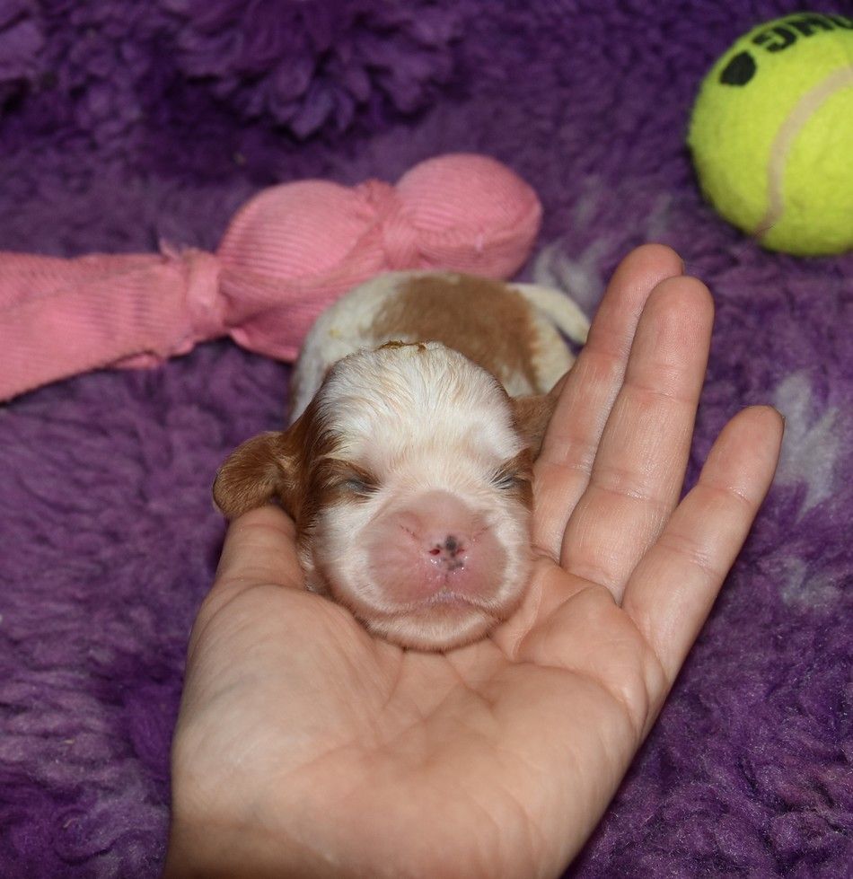 de la maison du ryez - Chiots disponibles - Cavalier King Charles Spaniel