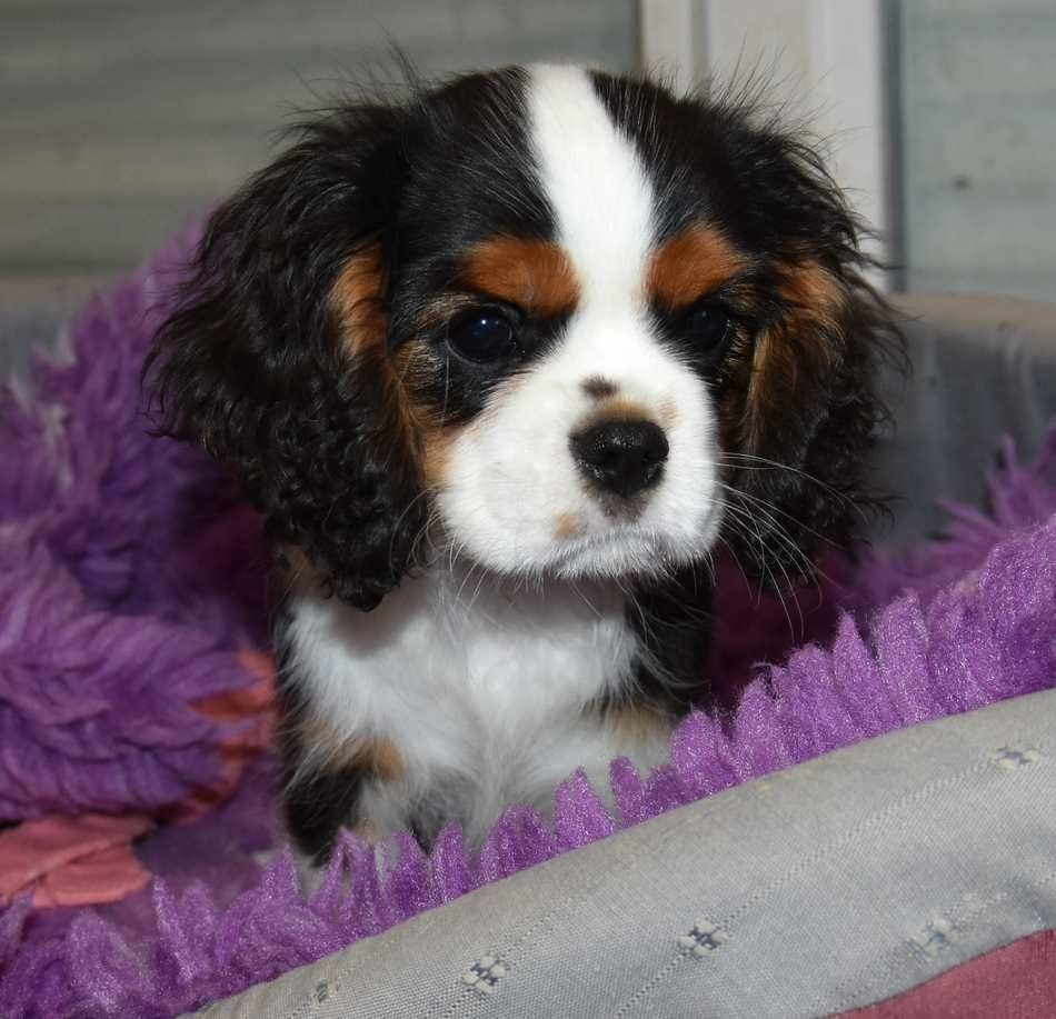 de la maison du ryez - Chiots disponibles - Cavalier King Charles Spaniel