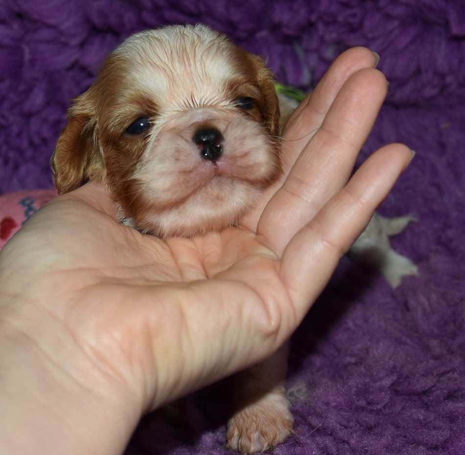 de la maison du ryez - Chiots disponibles - Cavalier King Charles Spaniel