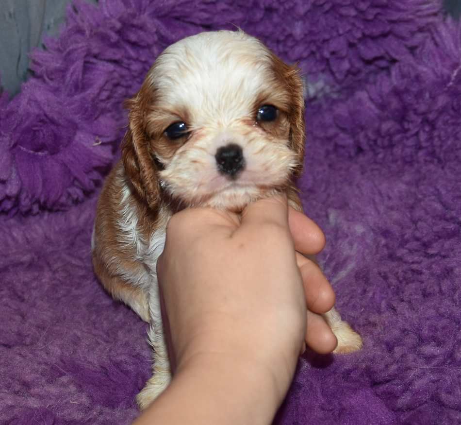 de la maison du ryez - Chiots disponibles - Cavalier King Charles Spaniel