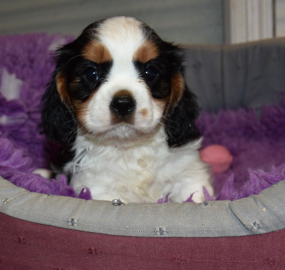 de la maison du ryez - Chiots disponibles - Cavalier King Charles Spaniel