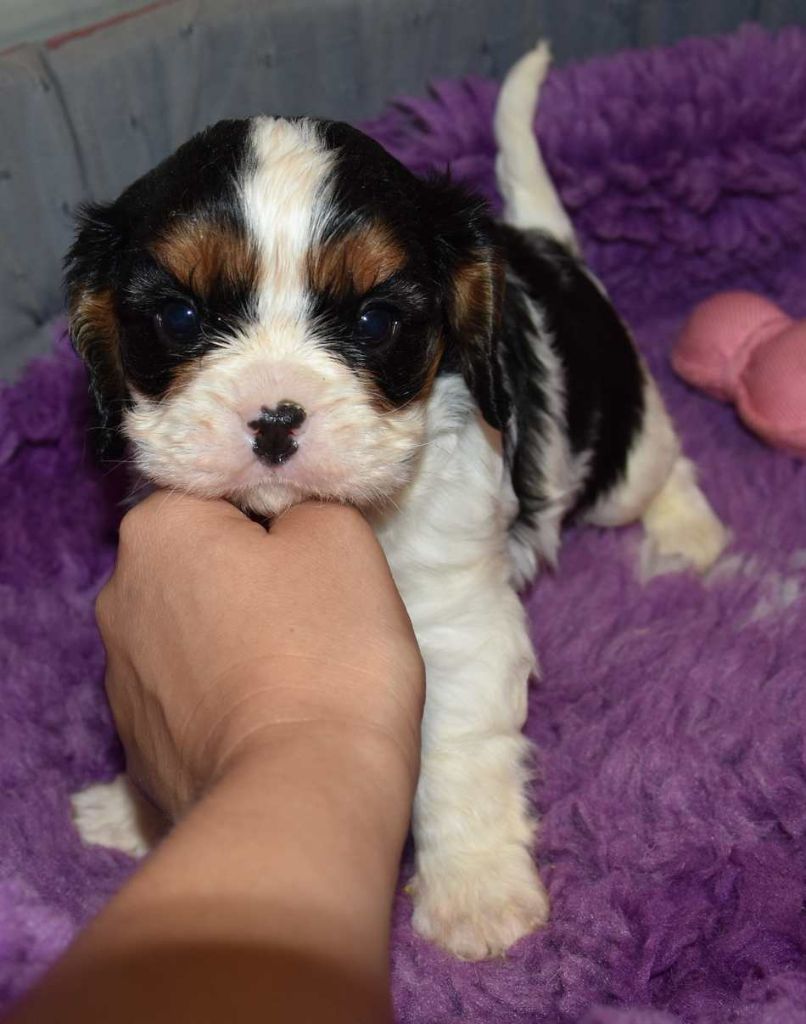 de la maison du ryez - Chiots disponibles - Cavalier King Charles Spaniel