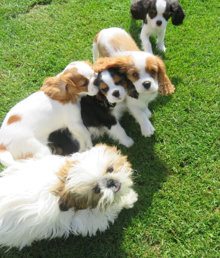 de la maison du ryez - Cavalier King Charles Spaniel - Portée née le 07/05/2025