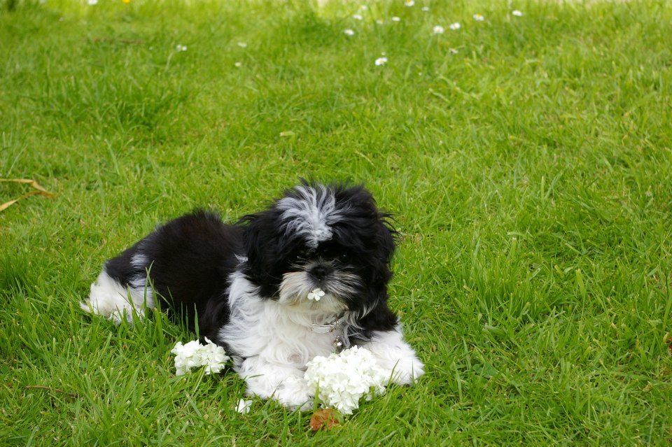 de la maison du ryez - Chiots disponibles - Shih Tzu