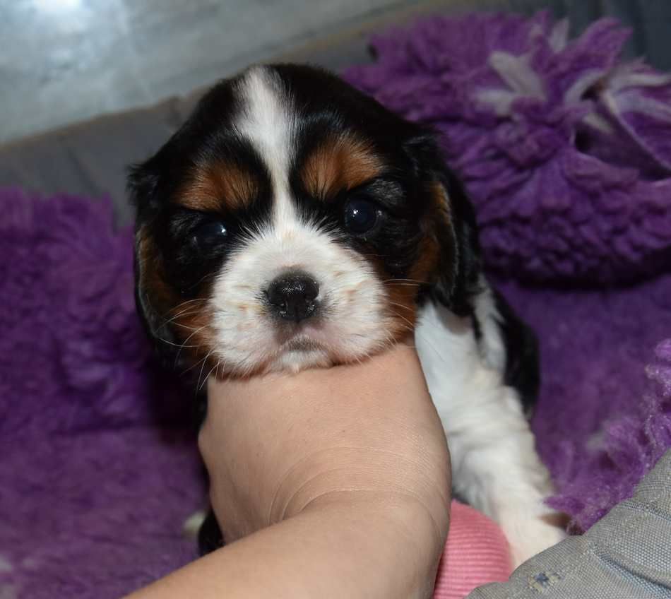 de la maison du ryez - Chiots disponibles - Cavalier King Charles Spaniel