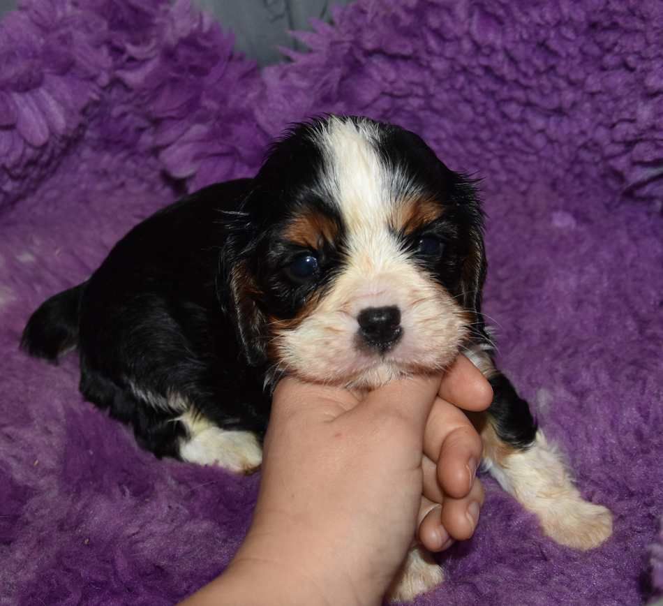 de la maison du ryez - Chiots disponibles - Cavalier King Charles Spaniel