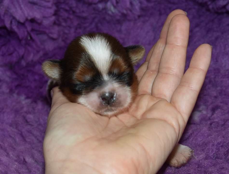 de la maison du ryez - Chiots disponibles - Shih Tzu