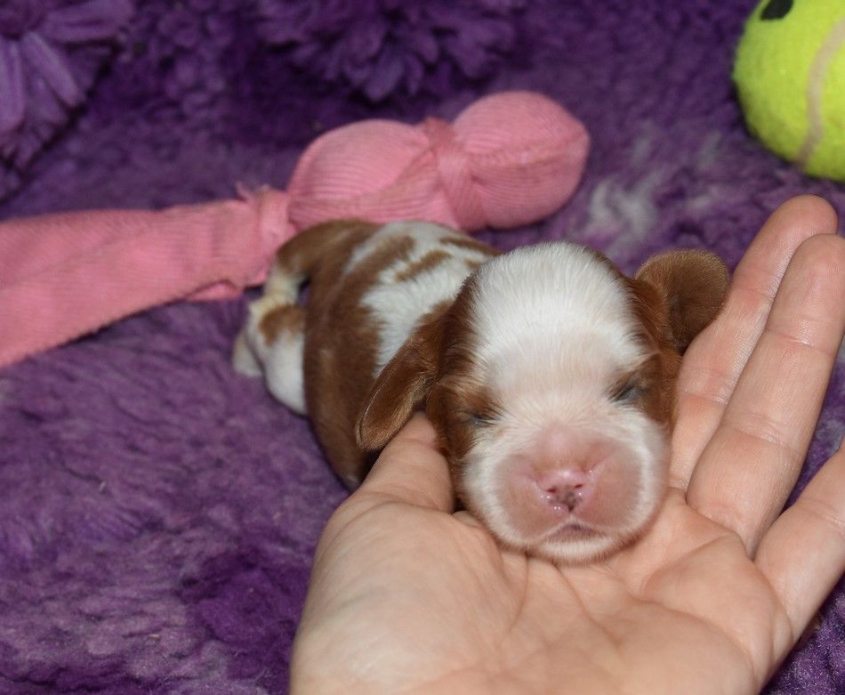 de la maison du ryez - Chiots disponibles - Cavalier King Charles Spaniel