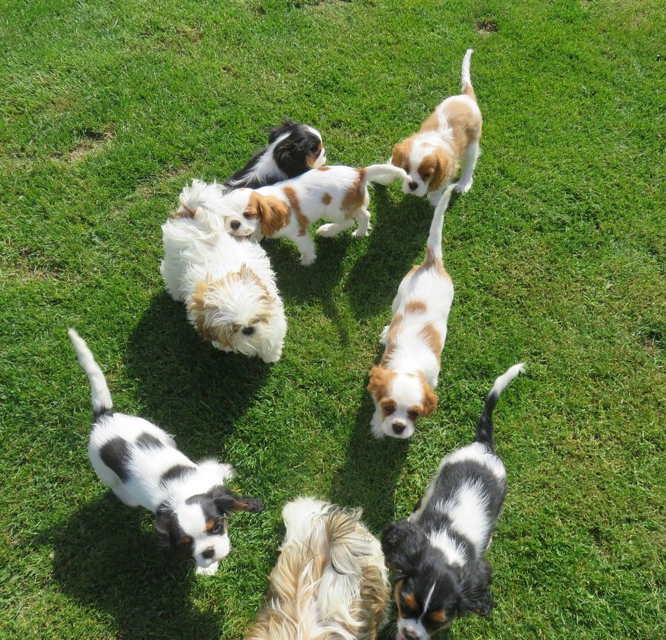 Chiot Cavalier King Charles Spaniel de la maison du ryez