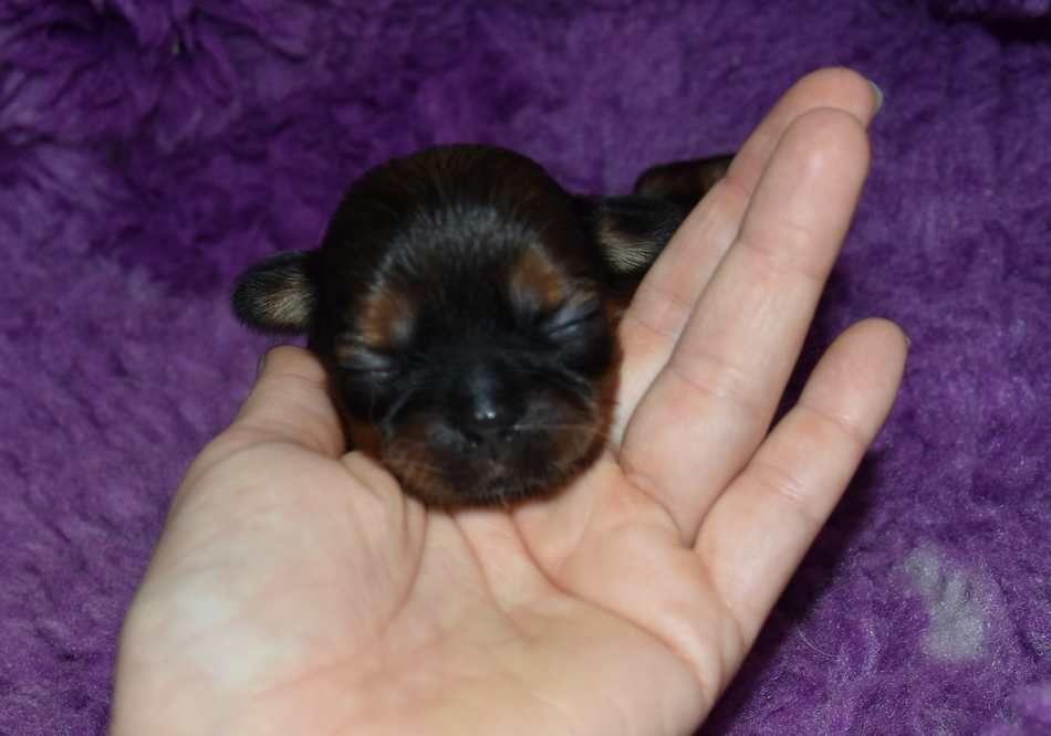 de la maison du ryez - Chiots disponibles - Shih Tzu
